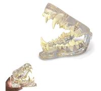 Modello dentale canino chiaro, patologia medica dei denti del cane mascella modello di denti orali anatomici patologia canina per ufficio veterinario strumento educativo.