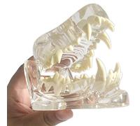 Modello dentale canino chiaro, patologia medica trasparente denti di cane mascella modello di denti orali anatomici patologia canina per ufficio veterinario strumento educativo.