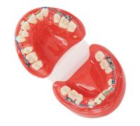 Modello dentale con fili metallici, 24 denti, brackets in ceramica half, per studio