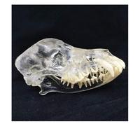 Modello dentale della mascella del cane con teschio canino, modello didattico trasparente della mascella del dente di cane, modelli anatomici del cranio di animale