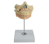Modello dentale Dente Permanente Modello per Malattie Dentali Studio Denti Umani Modello Mostra Permanente Dente Gingiva