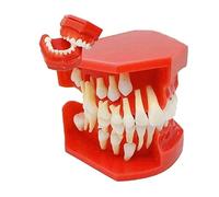 Modello Dentale - Denti da Latte Variabili, Modello per Bambini, Denti per Neonati, Un Dente della Bocca Che Illustra La Formazione di Denti da Latte per L'insegnamento