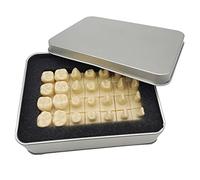 Modello Dentale, Modello Dentale 1,2 Volte con Modello Base, Analisi della Forma del Dente Isolato Standard 28, Comunicazione Medico-Paziente, Modello di Insegnamento Scientifico