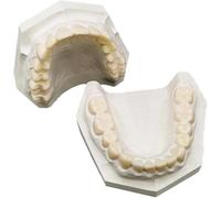 Modello dentale, modello di bocca per formazione odontoiatrica Modello di mascella superiore e inferiore in resina Modello dentale per l'insegnamento dell'odontoiatria(White)