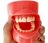 Modello dentale reale, modelli di copertura della cavità anatomica dentale con maschera in silicone, demo intuitiva, con 28 denti fissi a vite,A