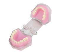 Modello dentale rimovibile da 80 mm per studio e terapia del linguaggio