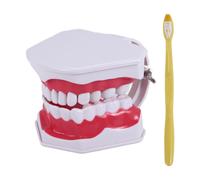 Modello Dentale Spazzolatura Uso del Filo Interdentale Pratica Denti Tipodo2693