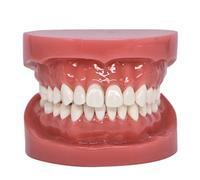 Modello dentale Typodont Modello del dente 1:1 Spazzolatura del filo interdentale Pratica Modalità denti Gengiva Visibile Dimostrazione anatomica Modello didattico standard