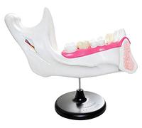 Modello Denti dentali dentali dentali e Modello di Anatomia molare dimostrazione del Modello di Dente per l'aiuto dell'allenamento