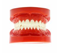 Modello Denti Odontoiatria Formazione 28/32 Denti, Studio e Pratica Dentale