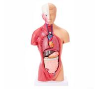 Modello dettagliato del corpo umano con organi staccabili per un efficace insegnamento e apprendimento dell'anatomia (28 cm =)