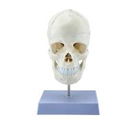Modello dettagliato in PVC con teschio e vertebre cervicali per l'educazione all'anatomia a grandezza naturale Set di anatomia della testa umana con cappuccio rimovibile e mascella per l'apprendimento
