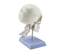 Modello dettagliato in PVC con teschio e vertebre cervicali per l'educazione all'anatomia a grandezza naturale Set di anatomia della testa umana con cappuccio rimovibile e mascella per l'apprendimento