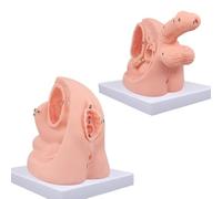 Modello di addestramento del catetere per esercitazioni infermieristiche - Modello di anatomia urinaria maschile e femminile con marcature digitali per l'educazione medica