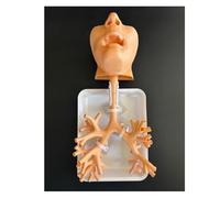 Modello di addestramento for broncoscopia, modello anatomico dell'albero bronchiale in resina, set di fibre bronchiali for l'insegnamento ai medici, apprendimento infermieristico