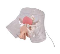 Modello di Addestramento Trasparente per Cateterismo Maschile, Modello Anatomico di Corpo Umano con Vescica e Bacino, Regali Studente Medicina, Anatomia Umana, 53x31x44cm