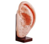 Modello di agopuntura auricolare for l'insegnamento medico