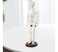 Modello di agopuntura con stand per professionisti PVC Multipurpose Teaching