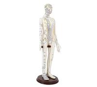 Modello di agopuntura con stand per professionisti PVC Multipurpose Teaching