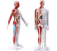 Modello di agopuntura da 85 cm, modello anatomico muscolare maschile con punto meridiano preciso, modello di agopuntura del corpo umano, for l'istruzione medica e lo studio dell'anatomia