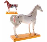 Modello Di Agopuntura Del Cavallo Con Punto Di Agopuntura, Modello Di Agopuntura For Studio Di Anatomia Animale, For Agopuntura E Moxibustione, Strumento Didattico For La Formazione Veterinaria