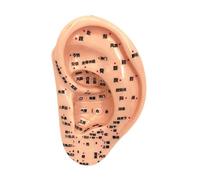 Ｚｉａｌｏｆｉ Modello di agopuntura dell'orecchio Modello Auricular AcuPoint Reflexology Apprending Display, 13 Cm