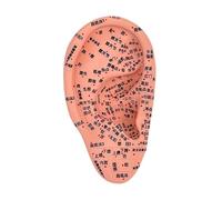 Ｚｉａｌｏｆｉ Modello di agopuntura dell'orecchio Modello Auricular AcuPoint Reflexology Apprending Display, 16 Cm