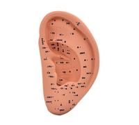 Ｚｉａｌｏｆｉ Modello di agopuntura dell'orecchio Modello Auricular AcuPoint Reflexology Apprending Display, 22 Cm