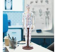 Modello di agopuntura medica cinese con base di supporto per principianti,