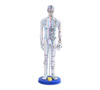 Modello di agopuntura medica cinese, corpo intero con base di supporto, modello