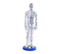 Modello Di Agopuntura Medica Cinese In PVC, Supporto Didattico, Modello