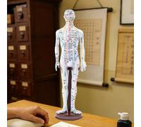 Modello di agopuntura medica cinese per principianti, modello di agopuntura