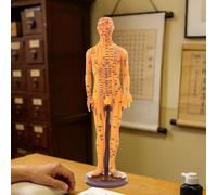 Modello di agopuntura medica cinese per studenti, altezza 40 cm