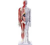 Modello di agopuntura - Modello umano maschile da 85 cm per studio anatomico, include punti meridiani, struttura ossea e anatomia muscolare per insegnamento del massaggio e educazione scientifica