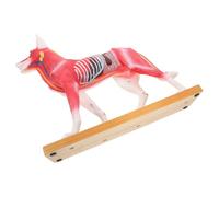 Modello di Agopuntura per Cani Anatomico in PVC per Insegnamento | Studio Anatomico degli Agopunti, Applicazione Veterinaria di Riferimento, Design Molto Dettagliato per Docenti e Studenti