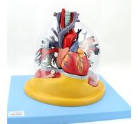 Modello di albero bronchiale della trachea polmonare, modello di anatomia dell'organo con 57 indicatori di posizione, composizione in 4 parti per insegnamento medico ed esposizione