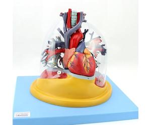 Modello di albero bronchiale della trachea polmonare, modello di anatomia dell'organo con 57 indicatori di posizione, composizione in 4 parti per insegnamento medico ed esposizione