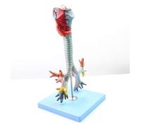 Modello di albero bronchiale laringeo e tracheale, anatomia umana for la formazione medica, kit scientifico ausiliario, anatomia e biologia