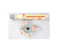 Modello di amplificazione della struttura della fibra del nervo del corpo cellulare neuronale Modello umano Anatomia umana Amplificazione neurone Neurone