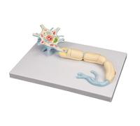 Modello di amplificazione neuronale, modello diorama di neurone motorio 2500X, modello di neurone in 2 parti, modello anatomico umano dei nervi del cervello medico, modello ingrandito della struttura