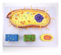 Modello di amplificazione strutturale batterica microbica, modello anatomico di cellula biologica, modelli di flagello cromosomico nucleo medico, attrezzatura sperimentale for l'insegnamento
