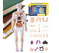 Modello Di Anatomia 3D - Giocattolo Modello di Scheletro Umano - Kit Educativo Anatomico di Montaggio per Educatori di Scienze Studenti Educazione a Casa Insegnanti di Aula