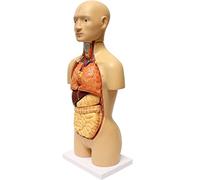 Modello di Anatomia 3D Modello di Torso Anatomico 16 Organi Rimovibili E 76 Parti Numerate Modello di Torso Umano Bambola Anatomica del Corpo Umano da 17 Pollici