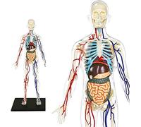 Modello di Anatomia 4D Trasparente Scheletro Umano Anatomia - Modello Realistico a 60 Pezzi - 28 cm - Scheletro + Elementi Staccabili + Base