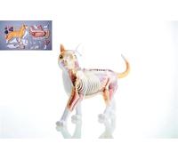 Modello di Anatomia Animale 4D, Modello di Anatomia Dell'organo E Scheletro di Gatti, 28 Organi E Corpo per L'educazione Medica E Biologica degli Animali