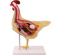 Modello di anatomia animale del pollo didattico, modello di organo animale, modello di anatomia realistica del pollo, modello di organo intestinale animale, modello di scheletro staccabile per dimostr