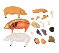 Modello Di Anatomia Animale - Suini Veterinari | Biologia Scientifica In Classe Giocattolo, Modello Di Maiale Dimostrativo Di Insegnamento, Parte Di Apprendimento Di Parti Staccabili, Strumento Di For