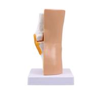 Modello di anatomia articolare per scuola di laboratorio legamenti umani scheletro anatomia muscolare educativa