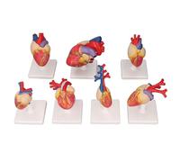 Modello di anatomia cardiaca a 7 pezzi con base di supporto, modello a cuore umano in PVC di dimensioni per insegnamento