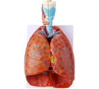 Modello di Anatomia Cardiopolmonare Laringea Umana Modello del Sistema Respiratorio Orecchio, Naso E Gola Dipartimento di Anatomo Cardiopolmonare